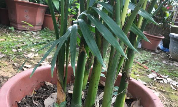 散尾葵和凤尾竹的区别（两种植物的外观特征、生长环境和用途对比分析）