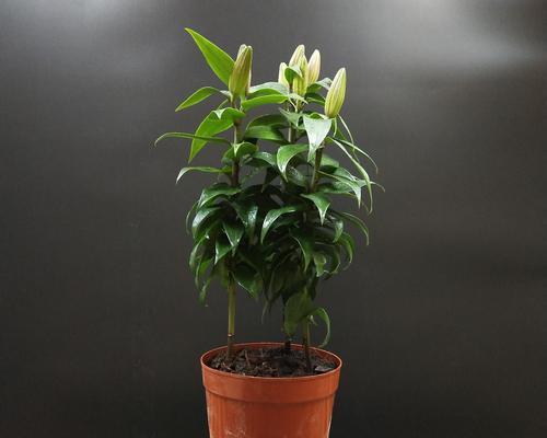 百合香水种植方法及时间详解（培育美丽的百合香氛花园，享受芳香满溢的生活）