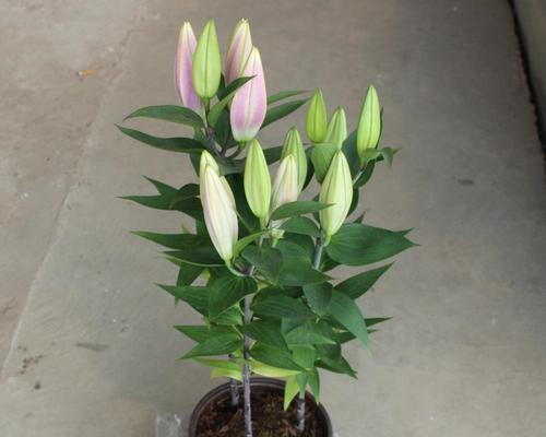 百合香水种植方法及时间详解（培育美丽的百合香氛花园，享受芳香满溢的生活）