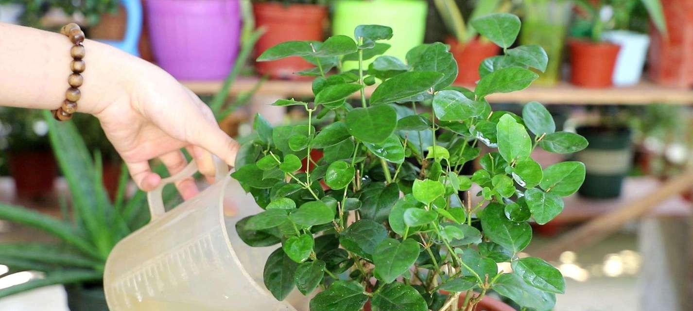 如何正确浇水茉莉花（茉莉花多久浇一次水？浇水的技巧和注意事项）