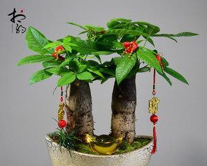 如何养好发财树盆景（打造繁华生活的必备盆景，发财树养护心得）
