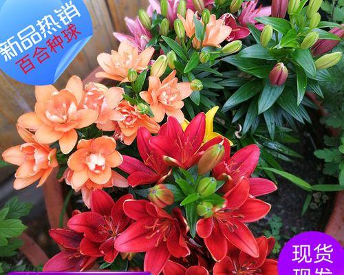 种植香水百合（如何将种球种植成为美丽的香水百合？）