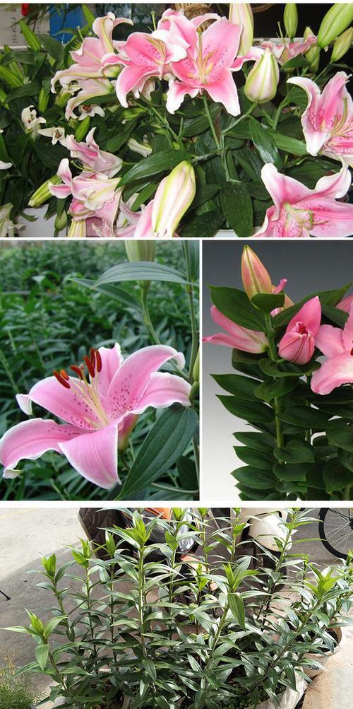 种植香水百合（如何将种球种植成为美丽的香水百合？）