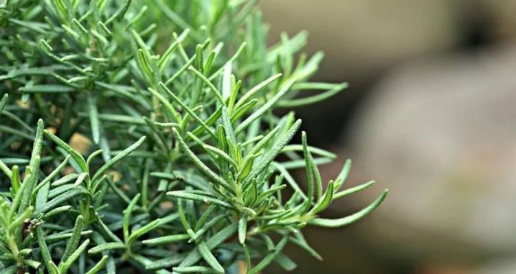 迷迭香养护指南（让你的迷迭香更旺盛茂盛）