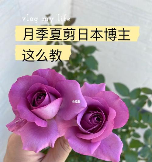 月季修剪技巧（保持美丽花园的秘诀、月季修剪步骤详解）