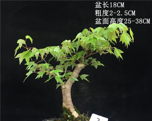 三角枫盆景的造型美化技巧（以雕刻艺术为灵感，打造唯美盆景）