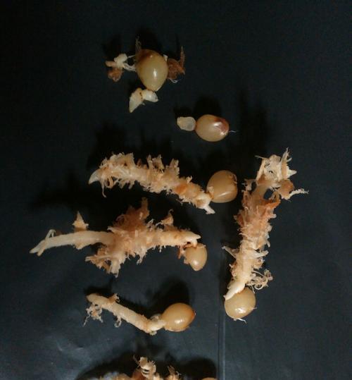 君子兰种子种植指南（从种子到开花，轻松种出美丽的君子兰）