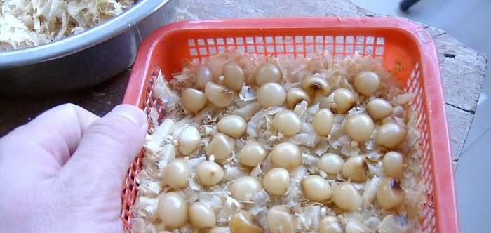 君子兰种子种植指南（从种子到开花，轻松种出美丽的君子兰）