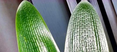 君子兰种子种植指南（从种子到开花，轻松种出美丽的君子兰）