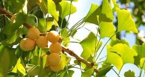 银杏——裸子植物的代表（银杏的生物学特点与分类）