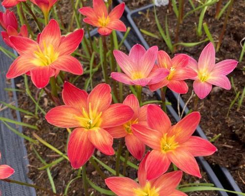 韭兰种植全指南（从选种到收割，轻松掌握韭兰种植技巧）