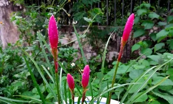 韭兰种植全指南（从选种到收割，轻松掌握韭兰种植技巧）