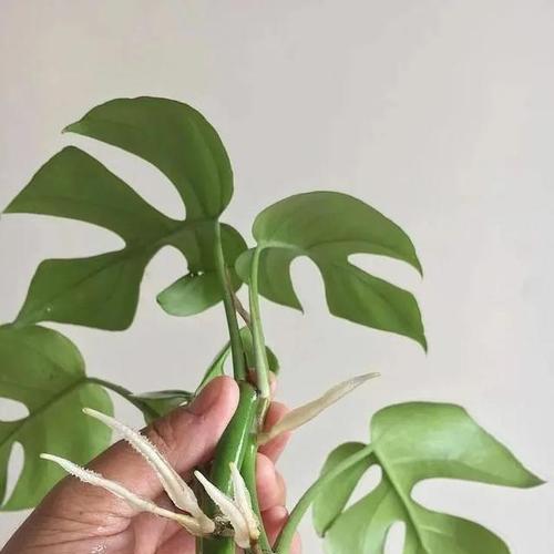 绿萝彩色斑纹消失的原因剖析（绿萝彩色斑纹的形成及消失原因分析）