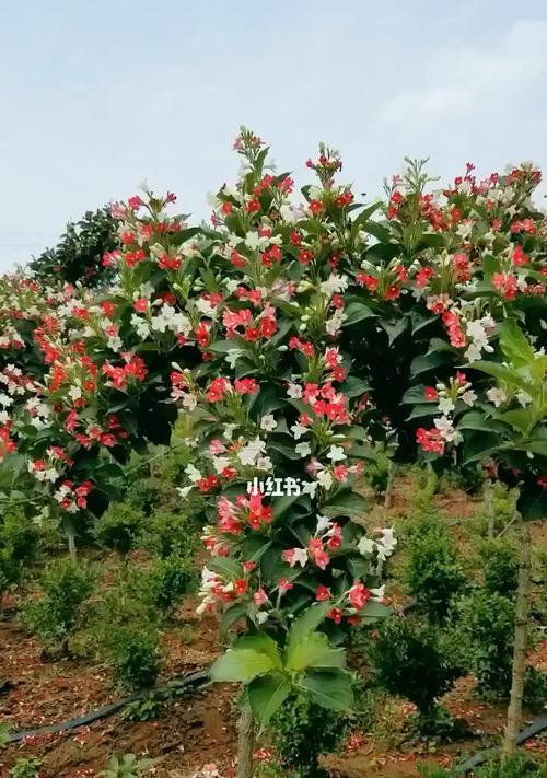 五彩锦带树的花期及特点（了解五彩锦带树的盛放时期与美丽之处）