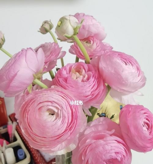 如何养护花毛茛（打造美丽庭院的技巧与方法）