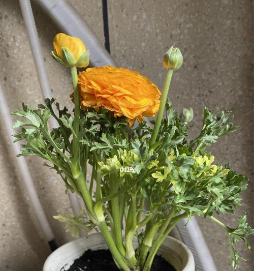 如何养护花毛茛（打造美丽庭院的技巧与方法）