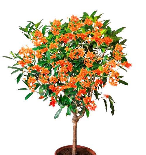 如何培育旺盛的桂花盆栽？（八个小技巧教你让桂花常开不衰）