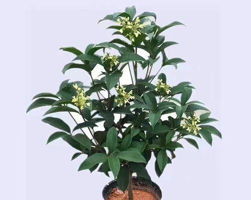 如何培育旺盛的桂花盆栽？（八个小技巧教你让桂花常开不衰）