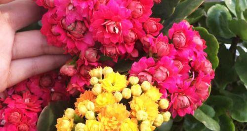 冬日花开，美丽绽放（赏冬天开的花，别有一番风味）