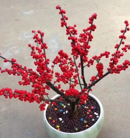 冬日花开，美丽绽放（赏冬天开的花，别有一番风味）