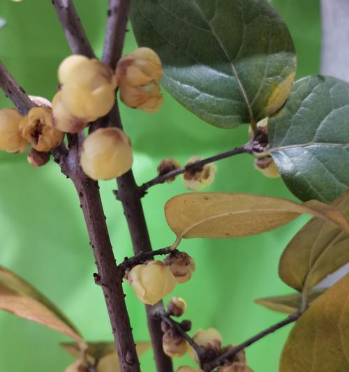 冬日花开，美丽绽放（赏冬天开的花，别有一番风味）