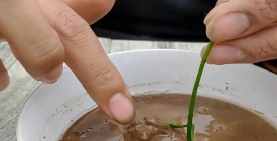 如何成功发芽碗莲种子（掌握碗莲发芽技巧，让美丽水草居家养护不再难）