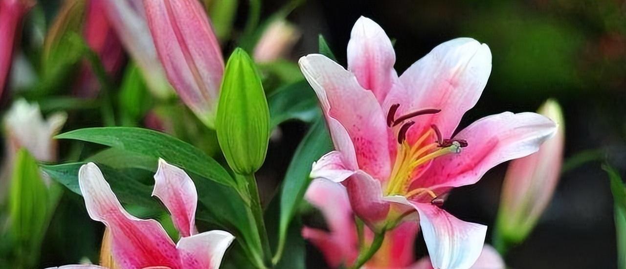 花之王——香气最浓郁的花（探寻自然界中的美妙芳香，领略最鲜艳的色彩与最动人的芬芳）