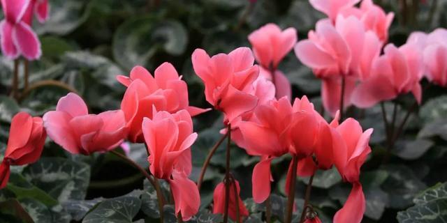 仙鹤来花之谜（探秘仙鹤来花为何会焉了）