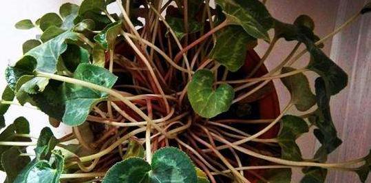 仙鹤来花之谜（探秘仙鹤来花为何会焉了）