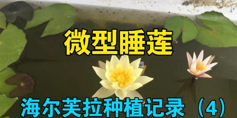 如何正确栽种睡莲（打造美丽水景花园，睡莲养护技巧大揭秘）