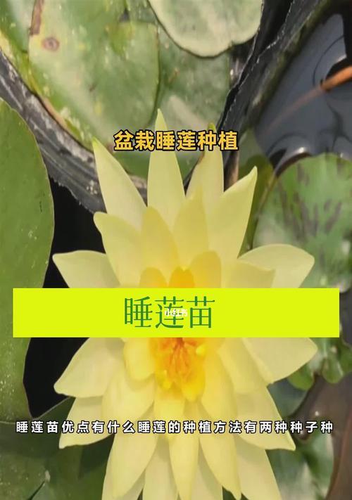 如何正确栽种睡莲（打造美丽水景花园，睡莲养护技巧大揭秘）