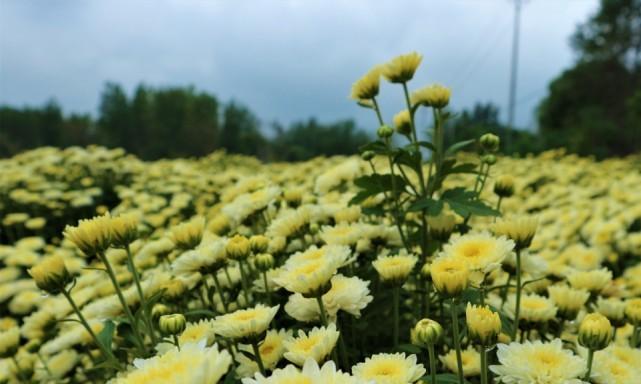 如何正确种植菊花？（种植菊花需注意哪些事项？）