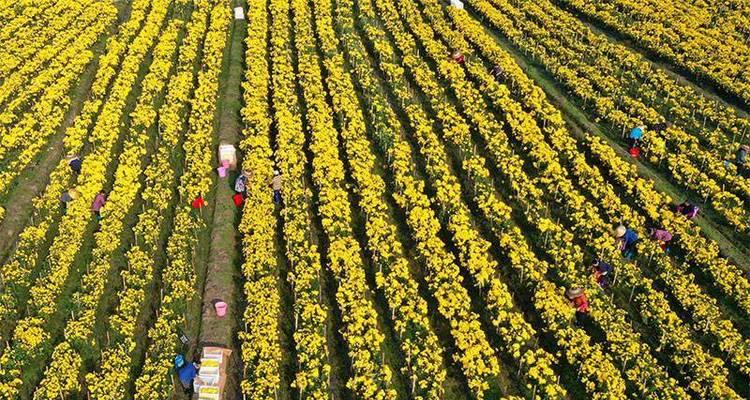 如何正确种植菊花？（种植菊花需注意哪些事项？）
