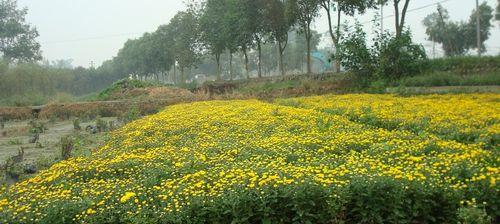 如何正确种植菊花？（种植菊花需注意哪些事项？）