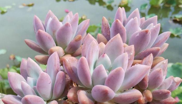 如何成功养殖奥普丽娜多肉（以轻松简单的方法打造独特多肉花园）