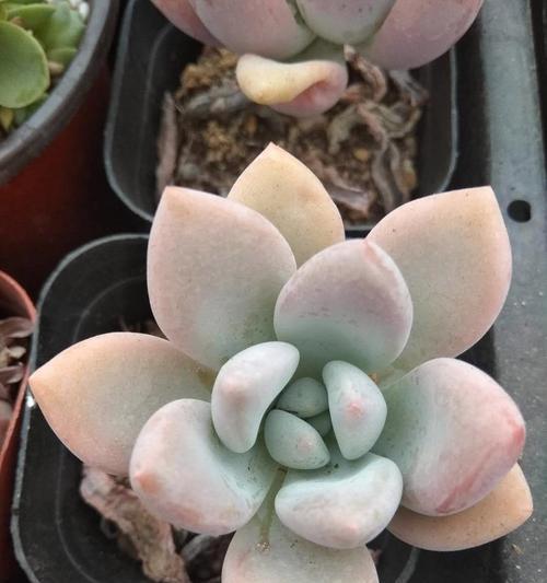 如何成功养殖奥普丽娜多肉（以轻松简单的方法打造独特多肉花园）