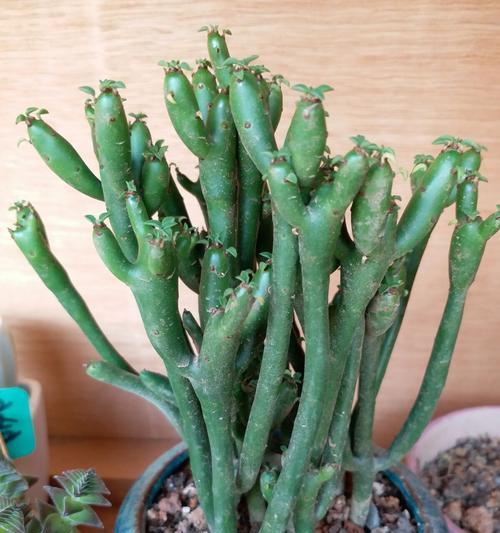 如何养殖健康的光棍树多肉（轻松掌握多肉养护技巧，让你的光棍树长成完美无瑕）