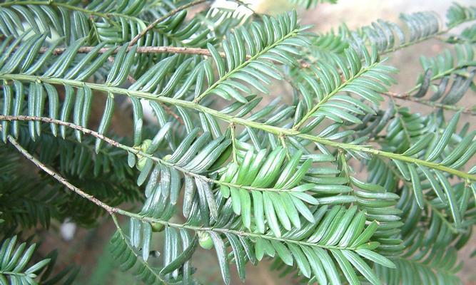 探秘红豆杉果的药用价值（从保健到医疗，多种功效尽在其中）