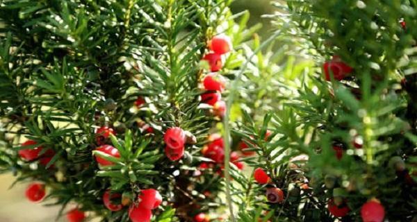 探秘红豆杉果的药用价值（从保健到医疗，多种功效尽在其中）