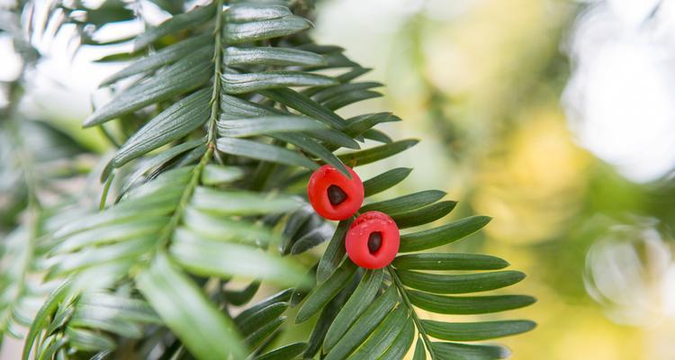 探秘红豆杉果的药用价值（从保健到医疗，多种功效尽在其中）