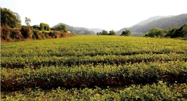 油茶种植技巧剖析（掌握油茶的生长特点，打造高产优质的油茶园）