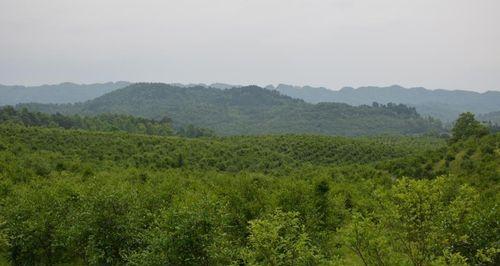 油茶种植技巧剖析（掌握油茶的生长特点，打造高产优质的油茶园）