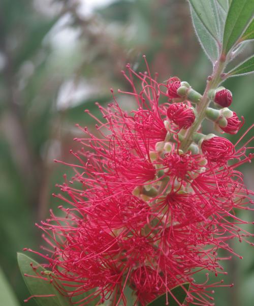 盛开的花灌木（探寻花灌木开花的奥秘）