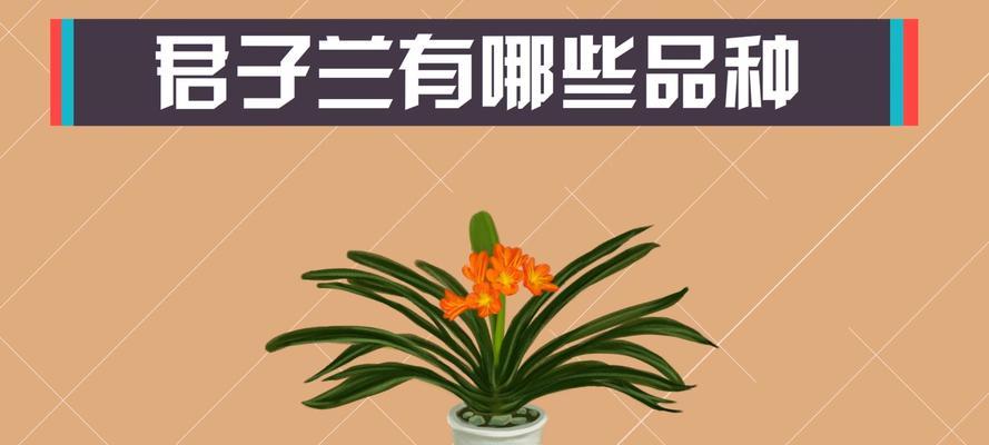 探秘君子兰的多样品种（品种丰富，形态迥异，令人惊叹的君子兰世界）