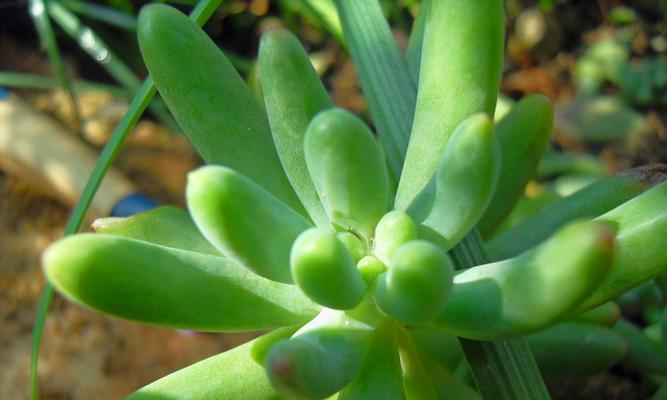 养殖多肉乙女心黄叶的原因（揭开乙女心黄叶变黄的神秘面纱）