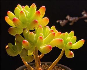 养殖多肉乙女心黄叶的原因（揭开乙女心黄叶变黄的神秘面纱）