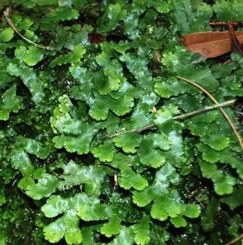探秘地钱植物的神奇之处（发现生命力顽强的生命奇观）