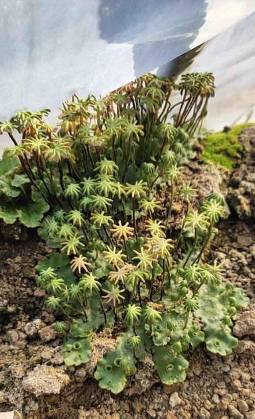 探秘地钱植物的神奇之处（发现生命力顽强的生命奇观）