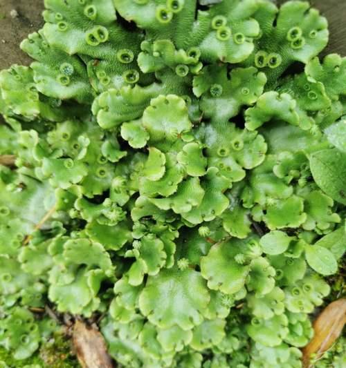 探秘地钱植物的神奇之处（发现生命力顽强的生命奇观）