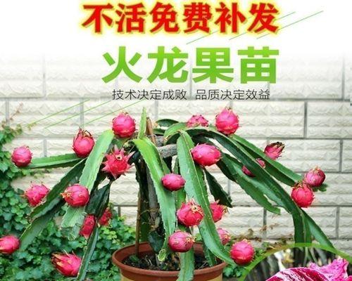 火龙果种植方法详解（从育苗到收成，一篇全面指南）